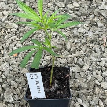 Key Lime Pie Clones-SMAN-CL-KELP-FEM