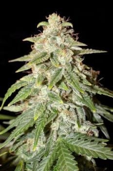 Naptown F1 Auto Feminized Seeds-NOWL-NAPF1-AUTO-FEM