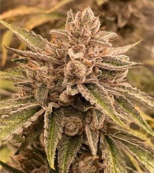 Pre 98 Episode 1 F4 Auto Feminized Seeds-NOWL-P98EP1F4-AUTO-FEM