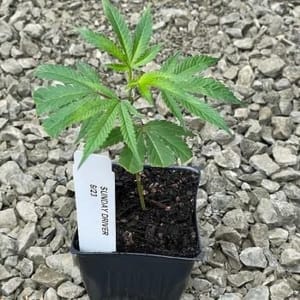 Sundae Driver Clones-SMAN-CL-SUDR-FEM