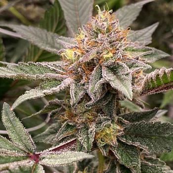 Atlas Seed Feminized Semi Full Term Photoperiod – Ground Up Genes