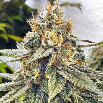 Atlas Seed Feminized Semi Full Term Photoperiod – Ground Up Genes