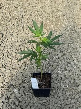 White Runtz Clones-SMAN-CL-WHRU-FEM