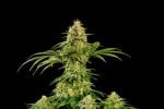 Hellfire OG Feminised Seeds-KBHOG
