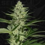 Melonsicle Feminised Seeds - 6+1-THS-MEL-FEM-6+1