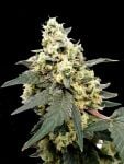 PARA-LEM-AUTO-FEM