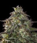 Blueberry Cheesecake Auto Feminizada Sementes-FMLABCK