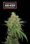 SEST-AK420-AUTO-FEM