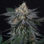 Zaizai Feminised Seeds - 6-PTS-ZZ-FEM-6