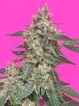 MEPH-AGEL-CBD-AUTO-FEM