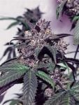 Purple Diesel Feminizované Semena - 6-CC-PD-FEM-6