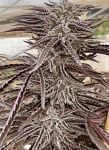 Lemon Caramel Regular Seeds - 3-PCG-LC-REG-3