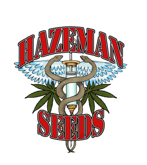 White 88 G - 13/ Hashplant Regular Seeds - 12-HAZEM-WHHA-10-REG