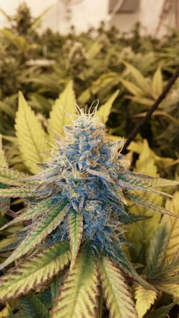 Viper City OG Feminised Seeds - 6-MOX-001-F6