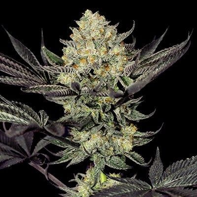 Face Mask Feminised Seeds - 5-G13L-FM-FEM-5