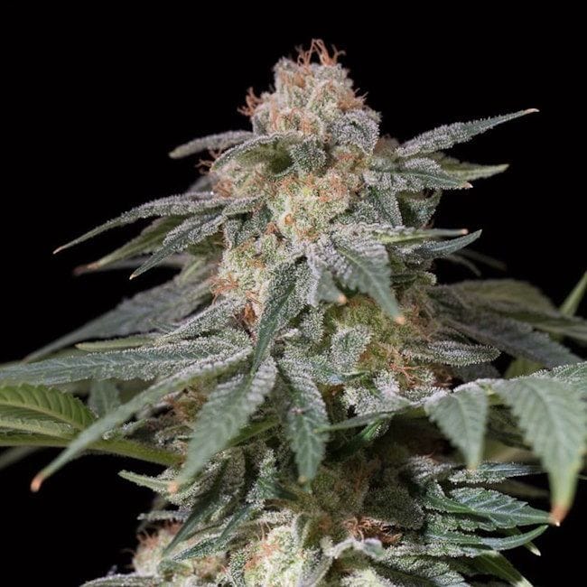 Lemon Tree FAST Feminised Seeds-SIL-LTREE-FAST-FEM