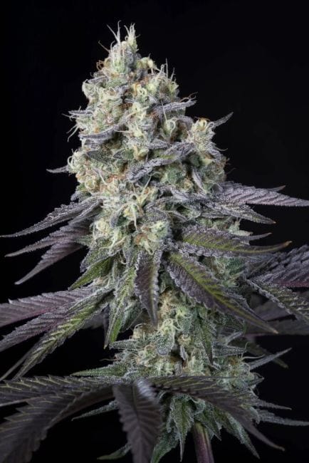 Purple Mints Feminised Seeds-PARA-PURMIN-FEM