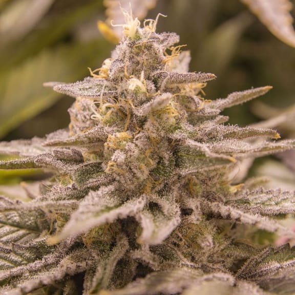 Zod Feminised Seeds - 6-MOX-008-F6