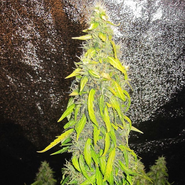 Rock Machine Auto Feminised Seeds-DRCH-ROCK-AUTO-FEM