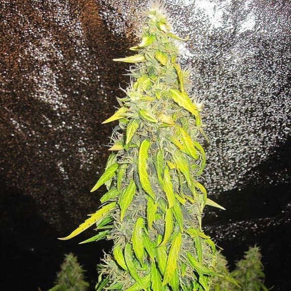 Rock Machine Auto Feminised Seeds-DRCH-ROCK-AUTO-FEM