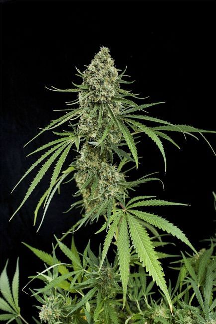 Critical + Feminised Seeds-DINA-CRITICAL-PLUS-FEM
