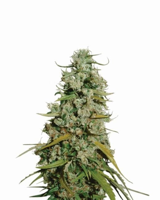 Hawaii Maui Waui Feminised Seeds - 5-NV-HMW