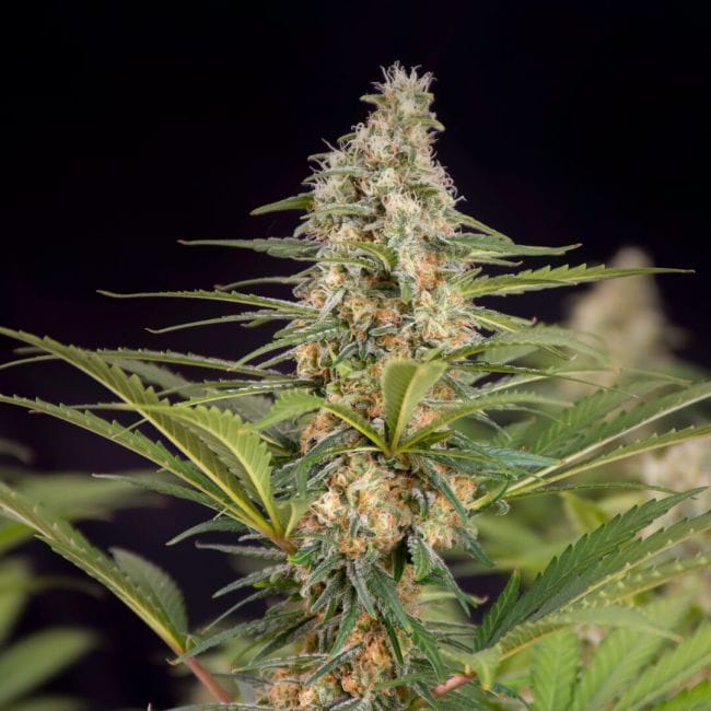 Cali Crasher Feminised Seeds-DRCH-CALCR-FEM