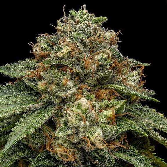 Kroma Feminised Seeds-RIPP-KROM-FEM