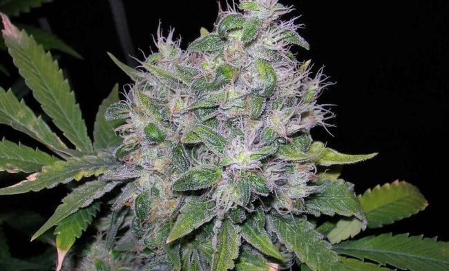 William's Wonder Regular Seeds-RMWW