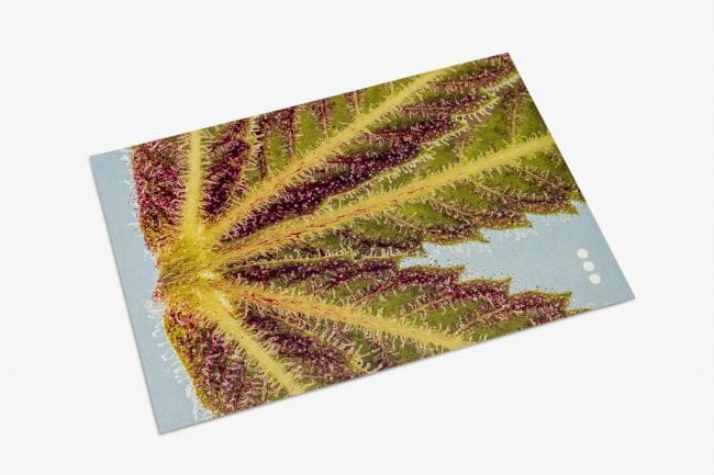 Seedsman Postcard Set-SMAN-GOODS-PCARDSET