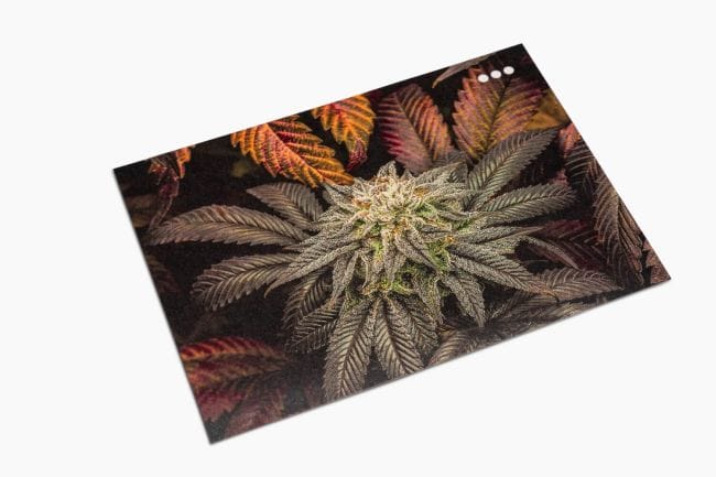 Seedsman Postcard Set-SMAN-GOODS-PCARDSET