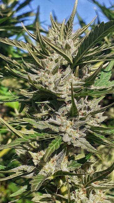 Haze Tao Auto Regular Seeds - 10-TTS-HAZET-AUTO-REG-10