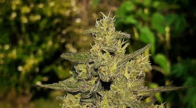 Haze Tao Auto Regular Seeds - 10-TTS-HAZET-AUTO-REG-10