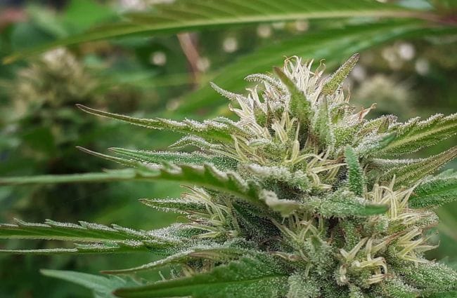 Haze Tao Auto Regular Seeds - 10-TTS-HAZET-AUTO-REG-10