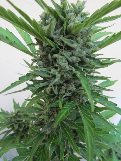 Micron Tao Auto Regular Seeds - 10-TTS-MCRT-AUTO-REG-10