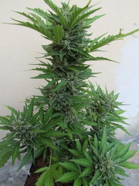 Micron Tao Auto Regular Seeds - 10-TTS-MCRT-AUTO-REG-10