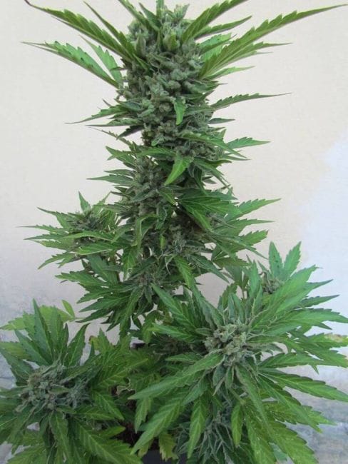 Micron Tao Auto Regular Seeds - 10-TTS-MCRT-AUTO-REG-10