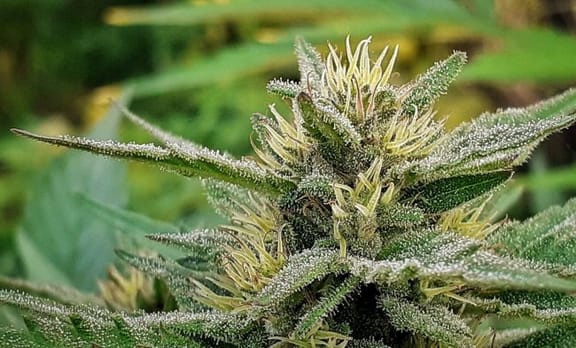 Sativa Samadhi Regular Seeds - 10-TTS-STVSMDH-REG-10