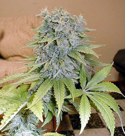 Medicine Man Regular Seeds - 18-MRNMM