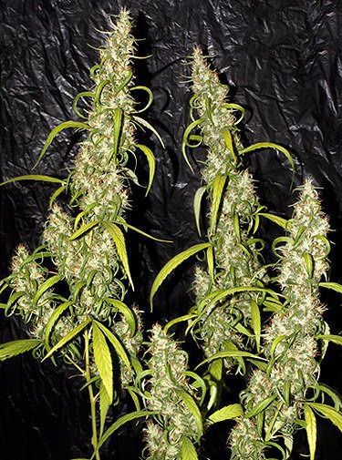 Neville's Haze Regular Seeds - 18-MRNNHZ