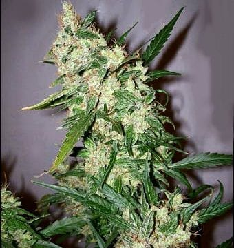 ASH Regular Seeds - 18-MRNAHXAS