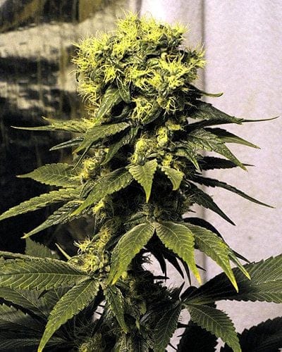 Early Queen Regular Seeds - 18-MRNEQ