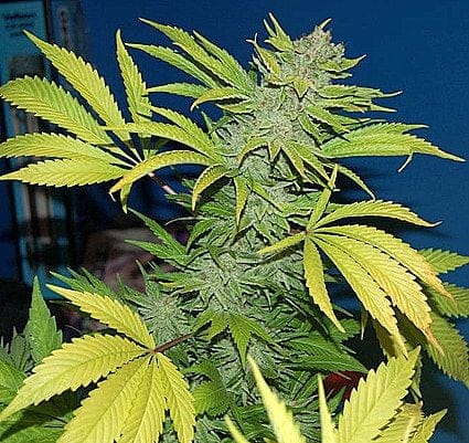 G13 Skunk Regular Seeds - 18-MRNG13SK