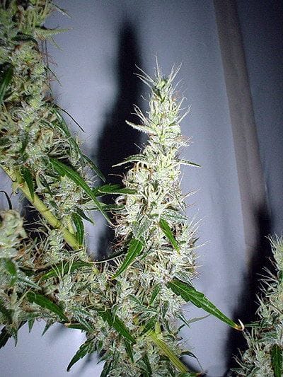 Mango Haze Regular Seeds - 18-MRNMGHZ