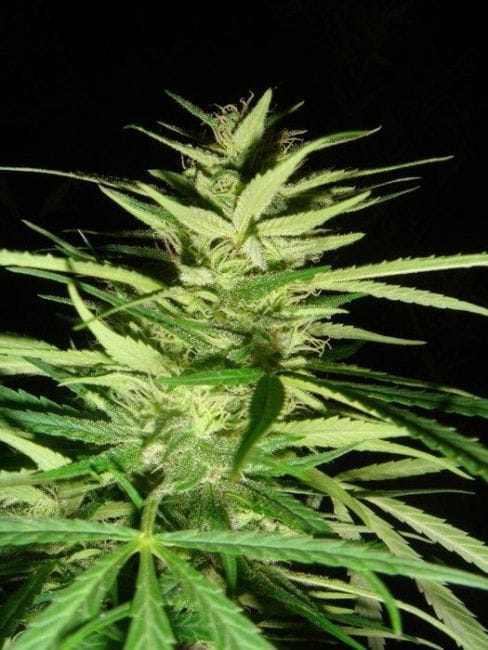 Master Kaze (Master Kush Skunk x Afghan Haze) Regular Seeds - 18-MRNMKSKXAH