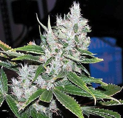 Spice Regular Seeds - 18-MRNSP