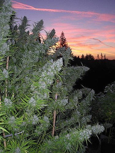 Walkabout Regular Seeds - 18-MRNWA