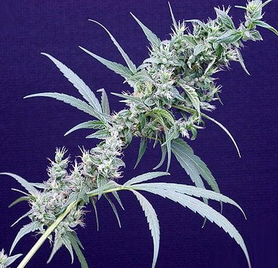 Neville's Haze x Mango Regular Seeds - 18-MRNNHXMG