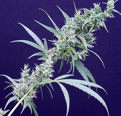 Neville's Haze x Mango Regular Seeds - 18-MRNNHXMG