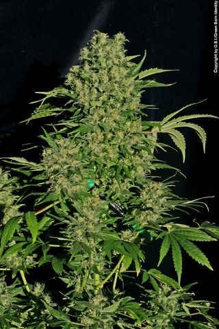 Chronic Regular Seeds - 11-SRSCH